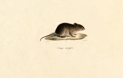 Namaqua Rock Hiiri