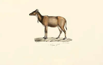 Nilgai-antilooppi