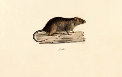 Tyynenmeren rotta