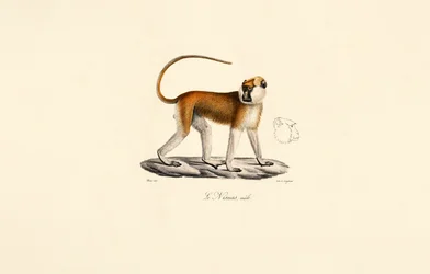 Patas Monkey (Mies)