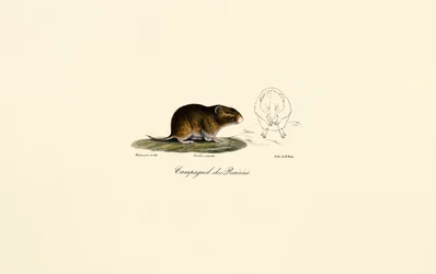 Preeriamyyrä (Meadow vole)