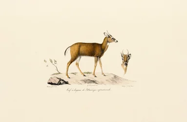 Pronghorn-antilooppi