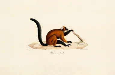 Punaposkinen lemuri