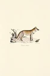 Punakettu (Vulpes vulpes)