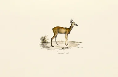 Metsäkauris Buck