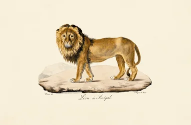 Senegalin leijona