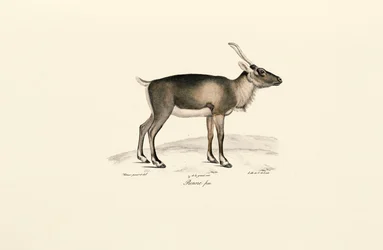 Siperian myskihirvi (Moschus moschiferus)