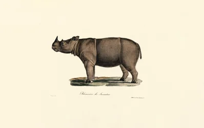 Sumatran sarvikuono