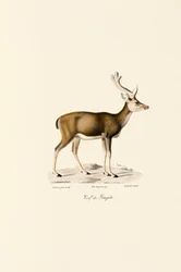 Suohirvi