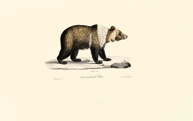 Syyrian ruskeakarhu (Ursus arctos syriacus)