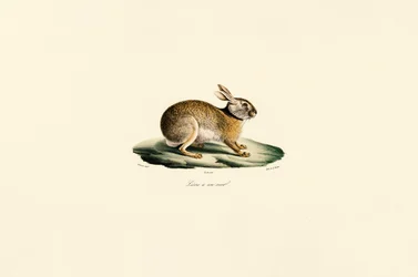 Tolainjänis (mustakaulajänis)