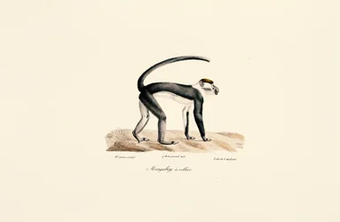 Valkokauluksinen mangabey (Cercocebus torquatus)