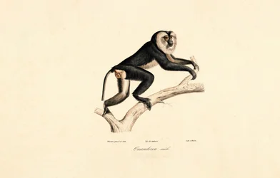 Valkokauluksinen mangabey (uros)