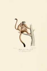 Valkokruunumangabey poikasten kanssa