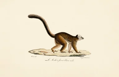 Valkoposkinen ruskea lemur uros