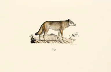 Susi (Canis lupus)