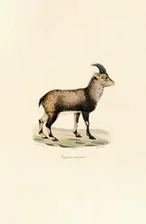 Nuori uros alppikauris
