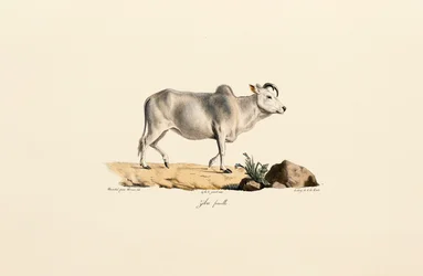 Zebu naaras