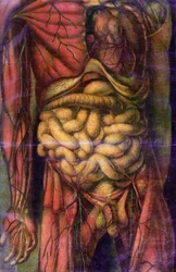 Miehen vartalo, jossa on suolet, julkaisusta "Anatomie Generale des Visceres en Situation", 1752 (mezzotint)