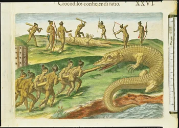 Metsästyskrokotiilit, "Brevis Narratiosta", kaiverrus Theodore de Bry (1528-98) 1563 (yksityiskohta 180138)
