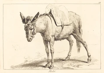 Muletti (muuli tai satulaaasi)