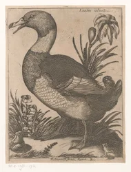 A D Anatra Saluatica (otsikko esineessä) Nine Birds (sarjan nimi)