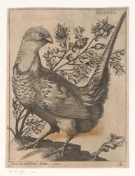 Fasaani Fagiano (otsikko esineessä) Nine Birds (sarjan nimi)