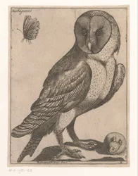 pöllö Barbagianni (otsikko esineessä) Nine Birds (sarjan nimi)