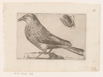 Estornell (Sturnus vulgaris) Storno (títol a l