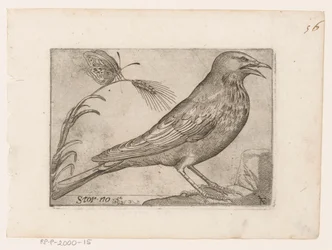 Kottarainen (Sturnus vulgaris) Storno (otsikko esineessä) Linnut (sarjan nimi)
