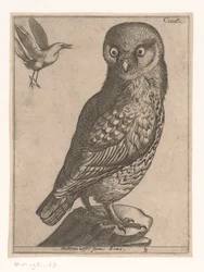 pieni pöllö Civetta (otsikko esineessä) Nine Birds (sarjan nimi)