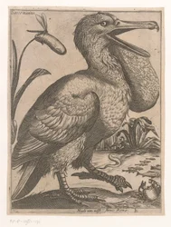 vesilintu Sacco Marino (otsikko esineessä) Nine Birds (sarjan nimi)