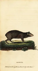 Agouti, Dasyprocta lajit. ,1800 (kaiverrus)