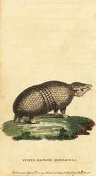 Brasilialainen kolminauhainen armadillo, Tolypeutes tricinctus, 1800 (kaiverrus)