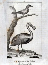 Calao ja Spoon Bill, Oliver Goldsmithin teoksesta A History of the Earth and Animated Nature, julkaistu Lontoossa