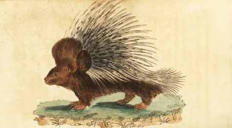 Harjassika, Hystrix cristata., 1800 (kaiverrus)
