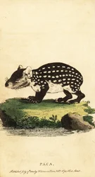 Lowland paca tai täplikäs paca, Cuniculus paca., 1800 (kaiverrus)