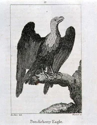 Pondicherry Eagle, julkaisusta "History of the Earth and Animated Nature", kirjoittanut Oliver Goldsmith, julkaistu Lontoossa