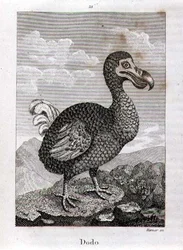 Dodo, Oliver Goldsmithin Lontoossa julkaisemasta teoksesta "A History of the Earth and Animated Nature".