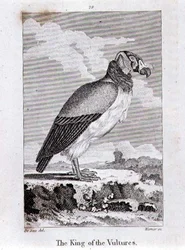 The King of The Vultures, Oliver Goldsmithin teoksesta History of the Earth and Animated Nature, julkaistu Lontoossa.