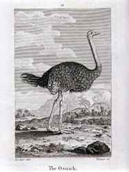 Strutsi, Oliver Goldsmithin teoksesta A History of the Earth and Animated Nature, julkaistu Lontoossa