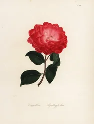Camellia japonica -lajike, Camellia myrthyfolia