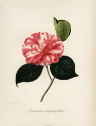 Camellia japonica -lajike, Camellia variegata plena