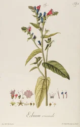 Echium: Orientale teoksesta "Plant Icons", n.1763 (kaiverrus)