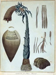 Banaani - "" Matka Nubiaan ja Abessiniaan sitoutui löytämään Niilin lähteitä vuosina 1768-1772", James Bruce, osa. 1, Pariisi