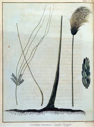Cyperus papyrus, Egyptin kanta - "" Matka Nubiaan ja Abessiniaan ryhtyi löytämään Niilin lähteitä vuosina 1768-1772", James Bruce, voi. 1, Pariisi