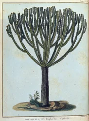 Kol-quall (Kol quall), euphorbia (kaktus) - "" Matka Nubiaan ja Abessiniaan sitoutui löytämään Niilin lähteitä vuosina 1768-1772", James Bruce, voi. 1, Pariisi
