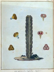 Kol-quall (Kol quall), euphorbia (kaktus) - "" Matka Nubiaan ja Abessiniaan sitoutui löytämään Niilin lähteitä vuosina 1768-1772", kirjoittanut James Bruce, voi. 1, Pariisi