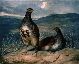 Partridges, British Feather Gamen levy 1, kaiverrus Charles Turner (1773-1857), pub. kirjoittanut R. Ackermann, n. 1810 (mezzotint-kaiverrus)