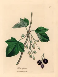 Mustaherukkapuu, Ribes nigrum, William Woodvillen James Sowerbyn kasvitieteellisestä kuvituksesta ja Sir William Jackson Hookerin "Medical Botany" 1832 (käsinvärinen kuparikaiverrus)